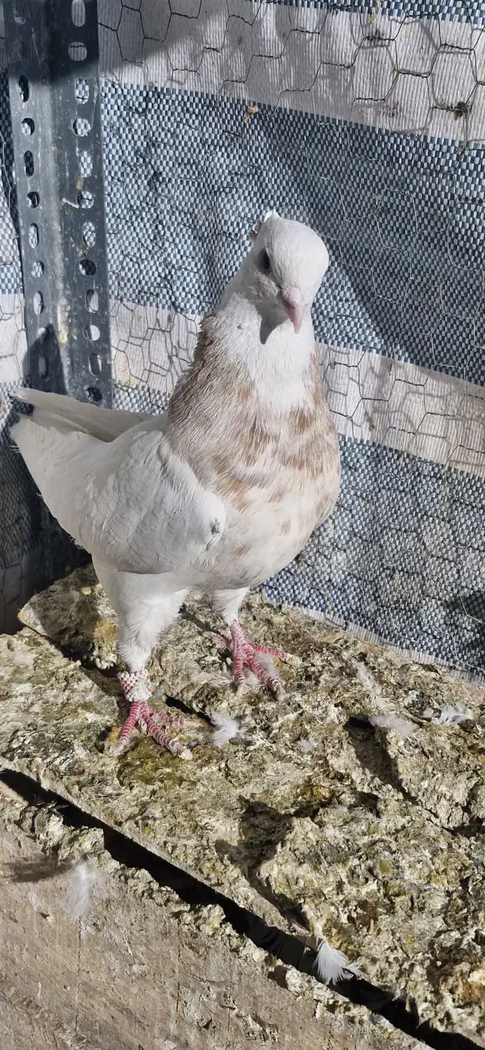 طوقی .|پرنده|تهران, تختی|دیوار