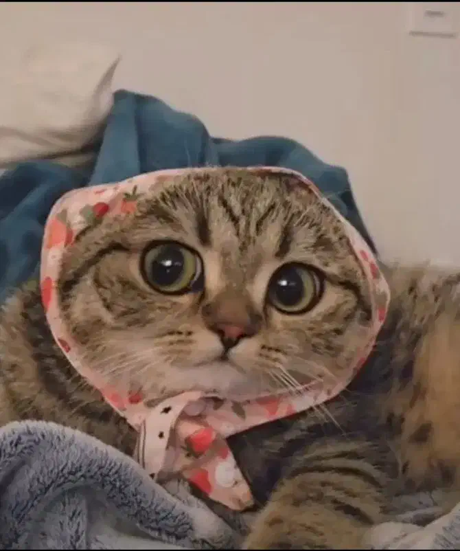 گربه اسکاتیش ۵ ماهه نر|گربه|مشهد, جانباز|دیوار