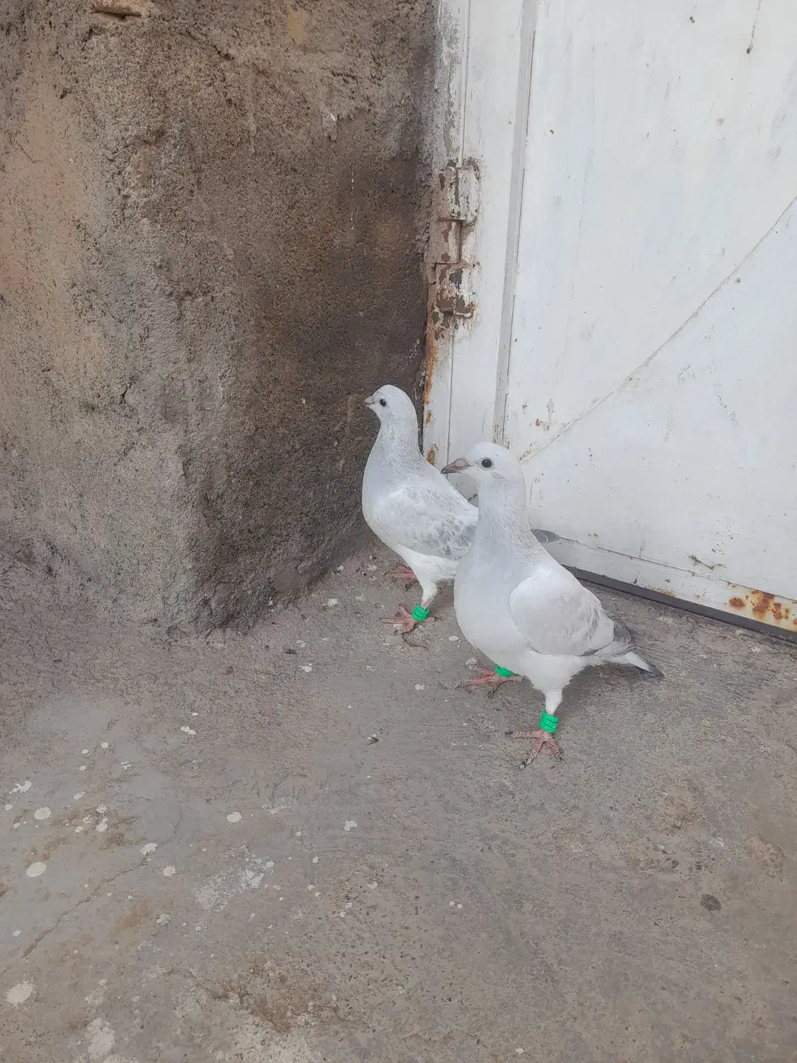 فروش دوتا جوجه  کرمونی و کرباتی کاکلی|پرنده|زاوه, |دیوار