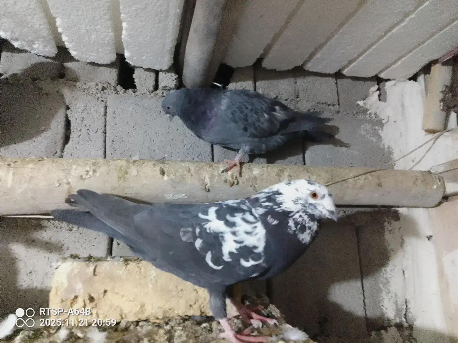 10 تا کفتر 2 میل یون|پرنده|سیلوانه, |دیوار