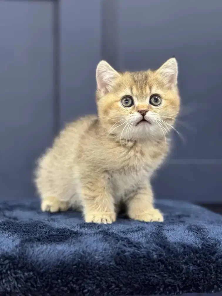 بچه گربه های اشرافی در شیراز|گربه|بوشهر, |دیوار