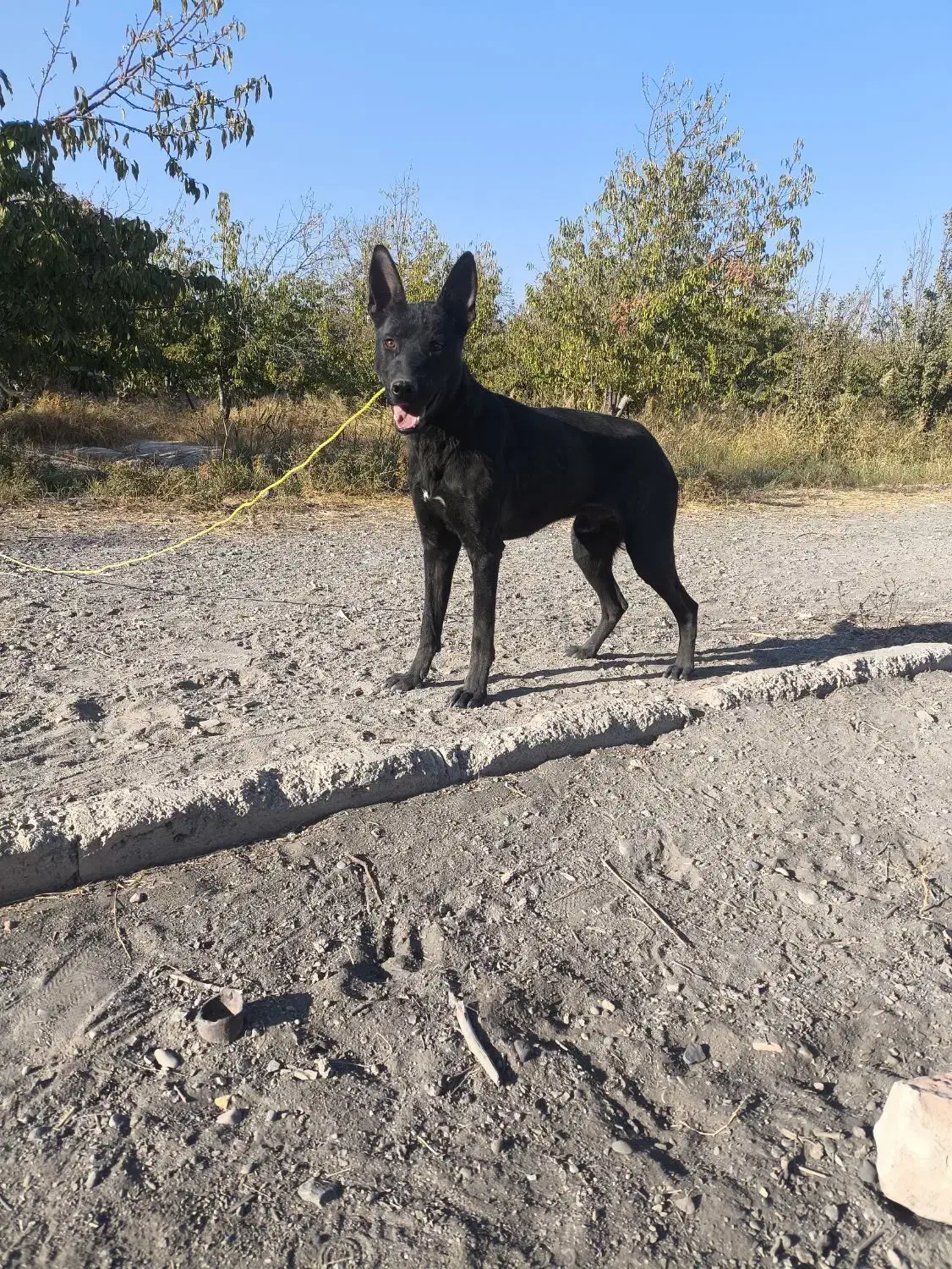 سگ ژرمن بلک و ژرمن شپرد|سگ|محمدشهر, محمدشهر|دیوار