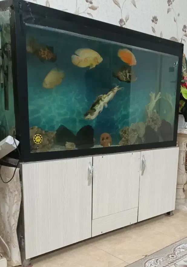 آکواریوم و ماهی|ماهی|ری, شهرک نظامی|دیوار