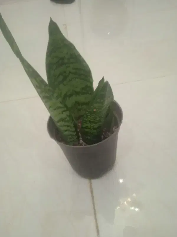 سانسوریا|گل و گیاه طبیعی|بیرجند, |دیوار