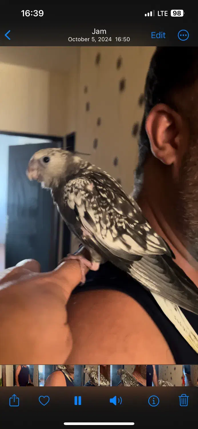 مژدگانی|حیوانات|جم, |دیوار