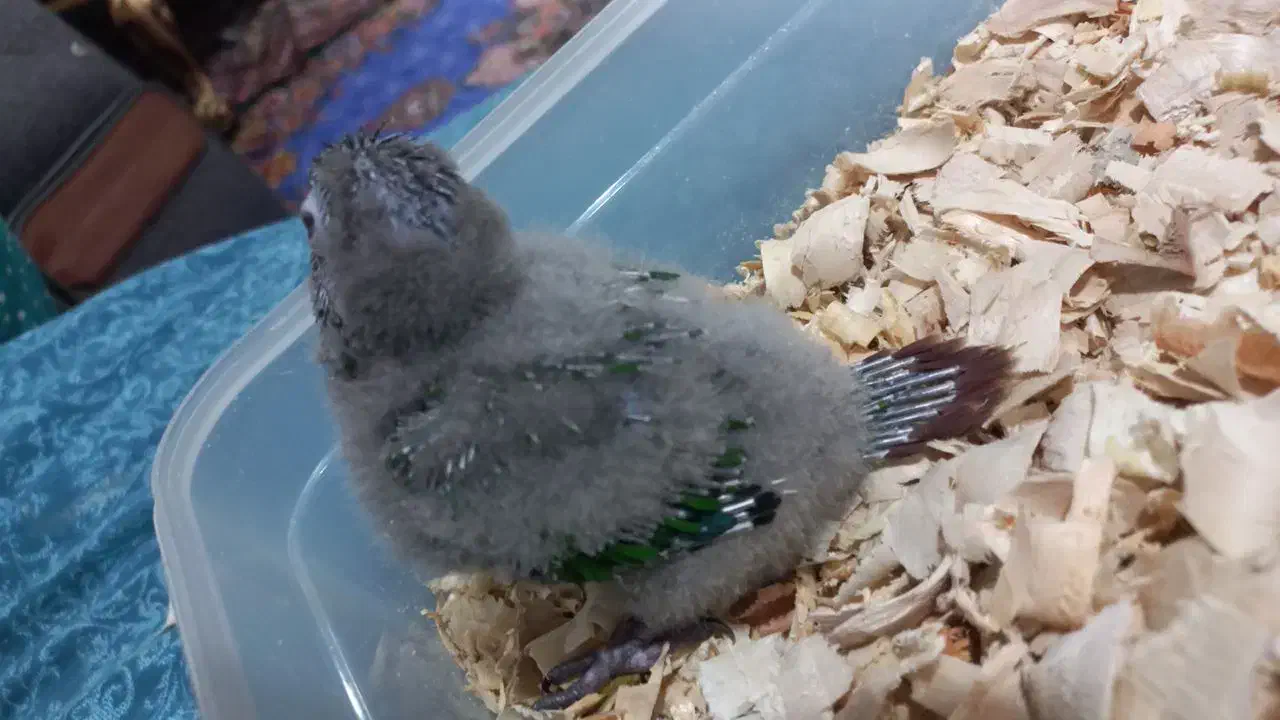 گرینچیک سرلاکی|پرنده|تبریز, |دیوار