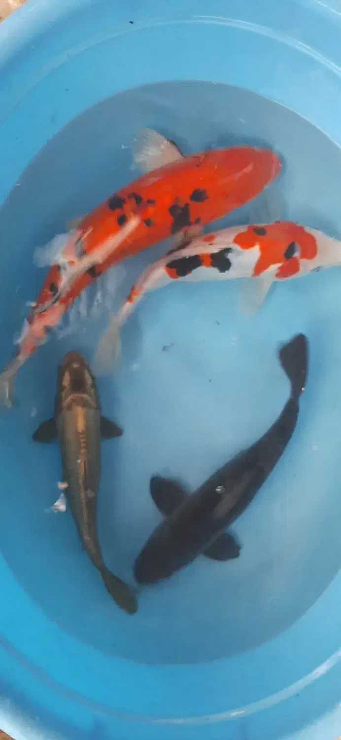 کوی نژاد|ماهی|لاهیجان, حاجی آباد|دیوار