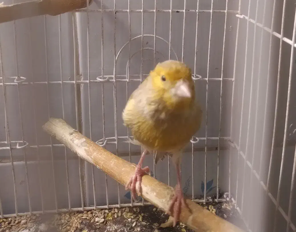 قناری نر فول مست معاوضه|پرنده|کوه چنار, |دیوار