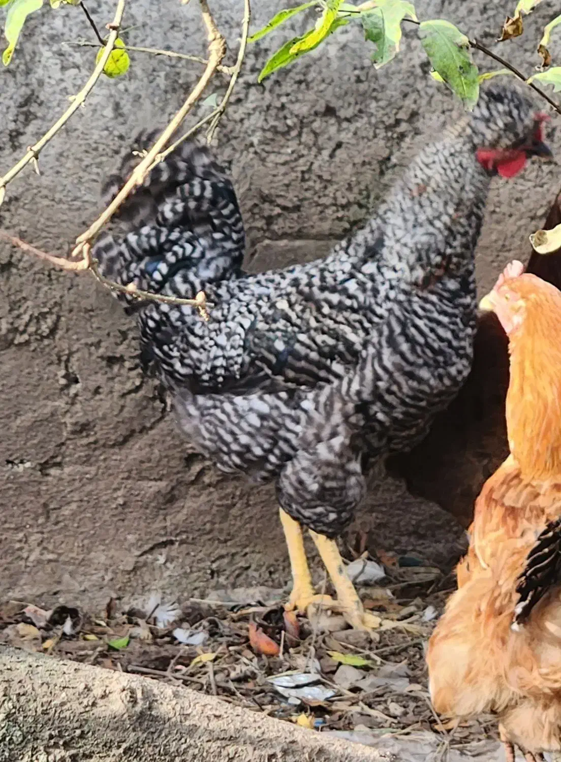 مرغ خروس|حیوانات مزرعه|طاهرگوراب, |دیوار