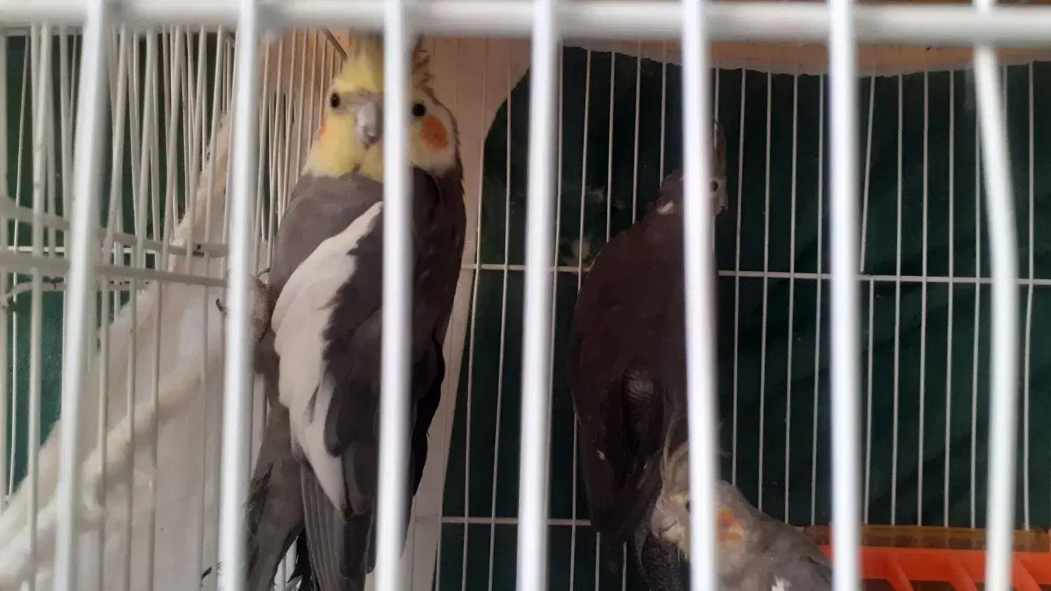 عروس هلندی سیامون بالغ ۶تا|پرنده|مشهد, شهرک لشکر (شهرک غرب)|دیوار