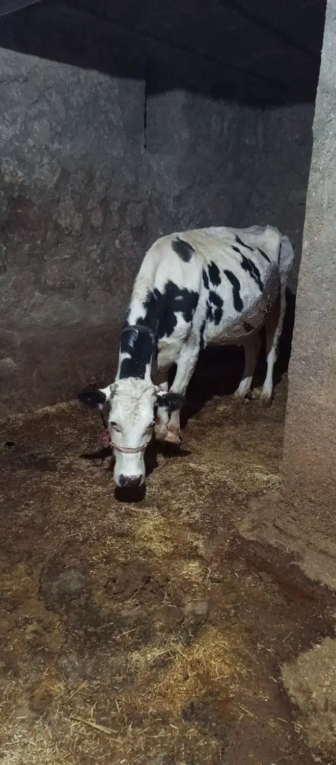 گاو گوساله|حیوانات مزرعه|هرسین, |دیوار