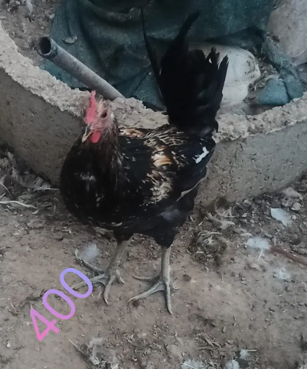 فروش تعدادی خروس|حیوانات مزرعه|بهبهان, |دیوار