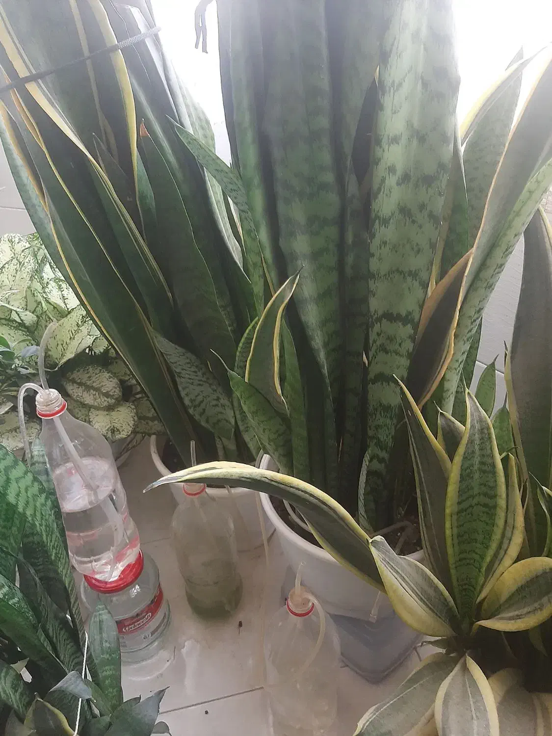 گل و گیاه طبیعی|گل و گیاه طبیعی|محمدشهر, محمدشهر|دیوار