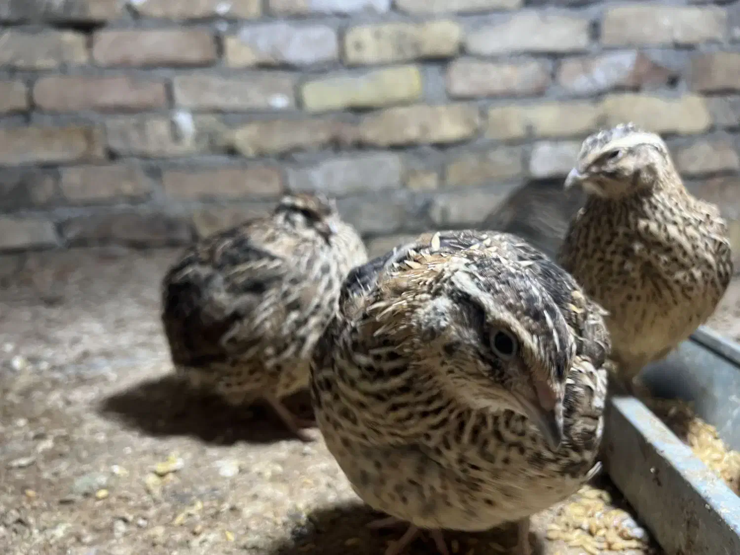 بلدرچین ژاپنی اصل|حیوانات مزرعه|پاکدشت, پاکدشت (مامازند)|دیوار