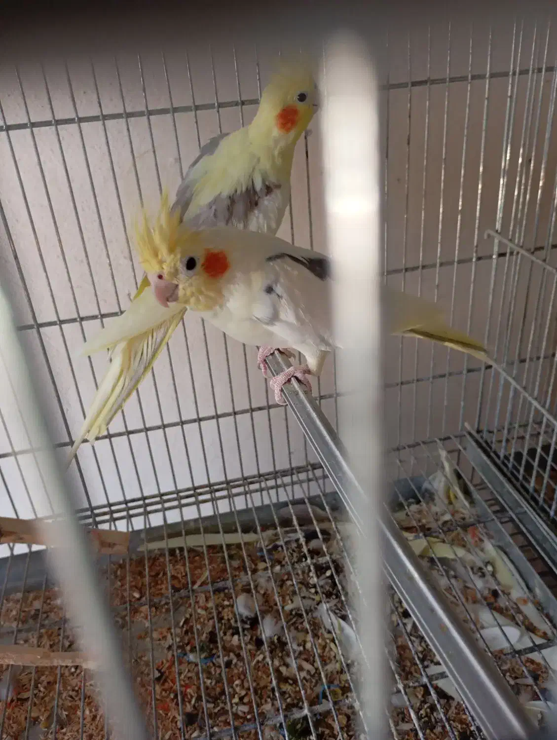 عروس هلندی ایزبلا دوکت لوتینو  آلبینو دوکت وآلبینو|پرنده|تاکستان, |دیوار