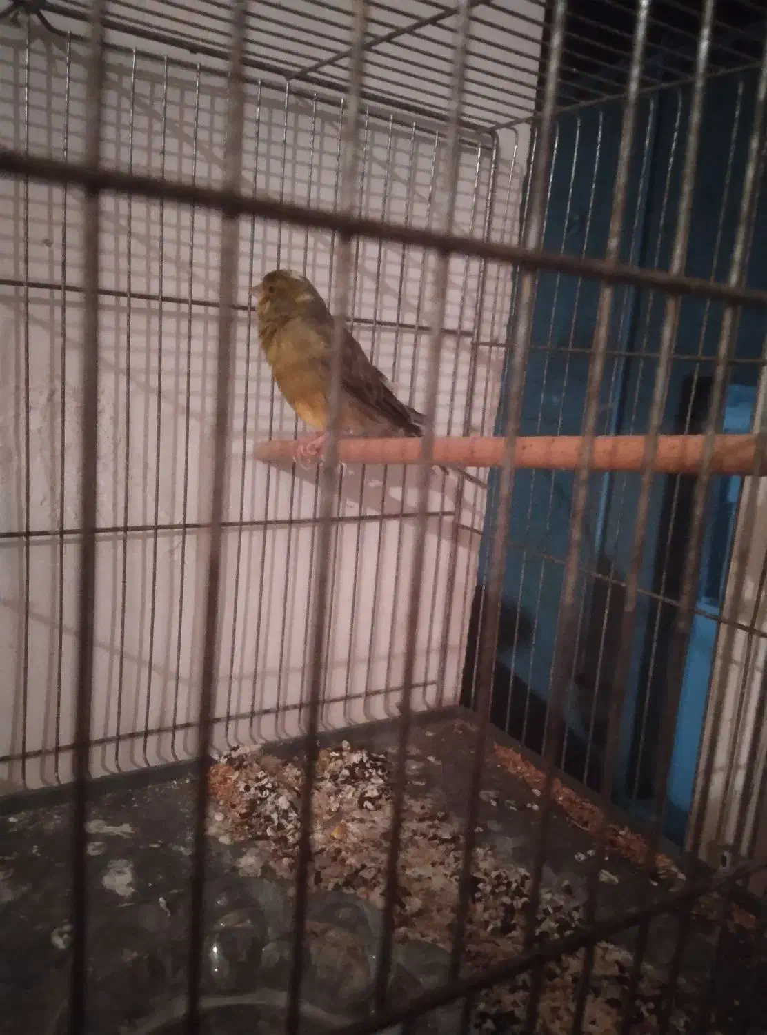 قناری نر .معاوضه با کفتر وفروش|پرنده|مسجد سلیمان, |دیوار