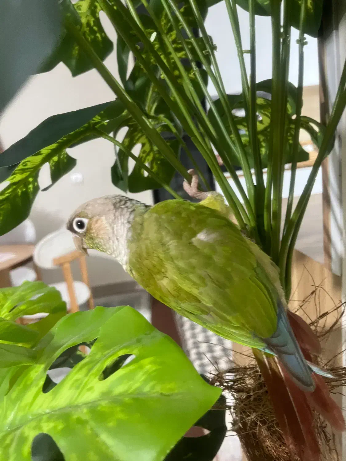 گرینچیک|پرنده|نسیم‌شهر, |دیوار