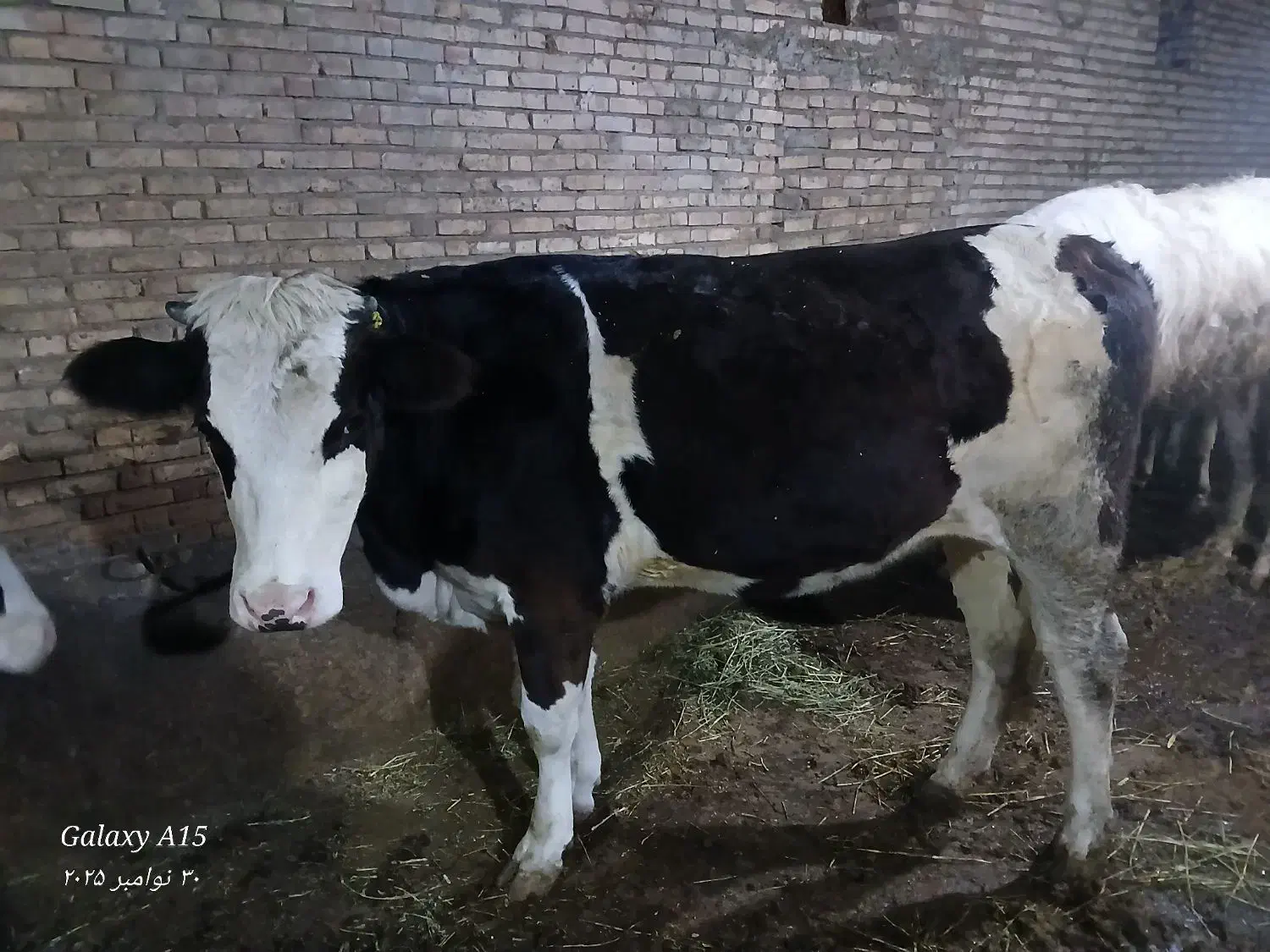 یک عدد گاو گوشتی جوان|حیوانات مزرعه|سراب, |دیوار