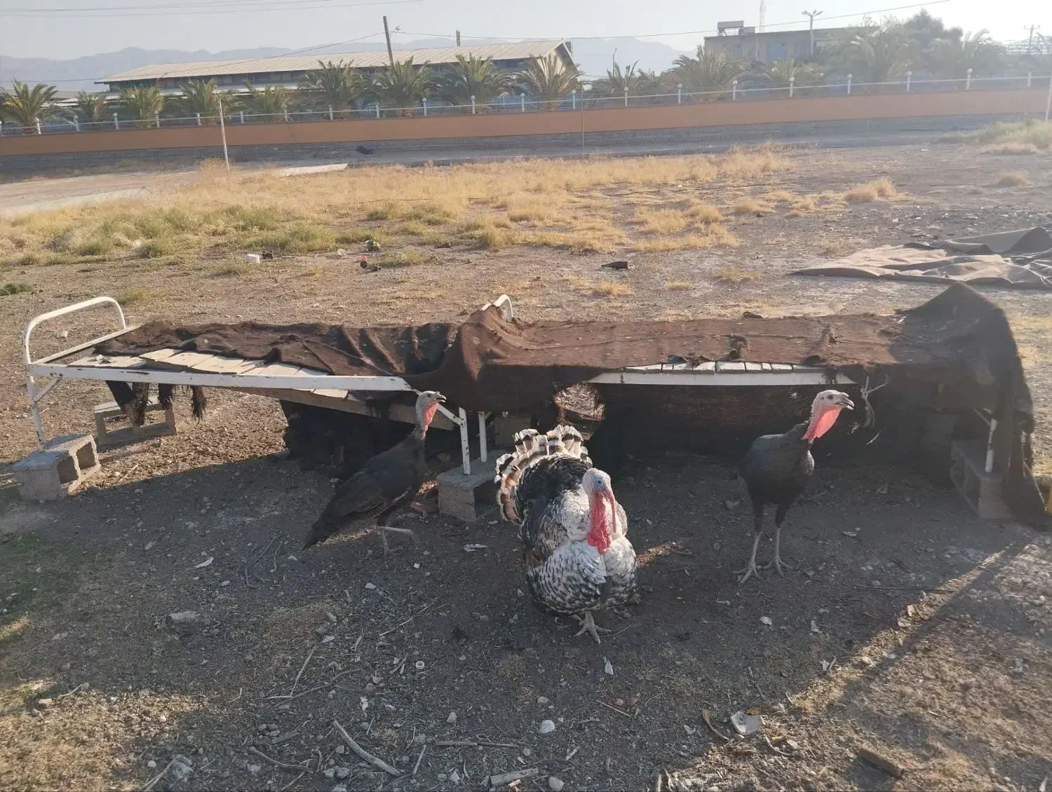 بوقلمون نر و ماده|حیوانات مزرعه|بهبهان, |دیوار