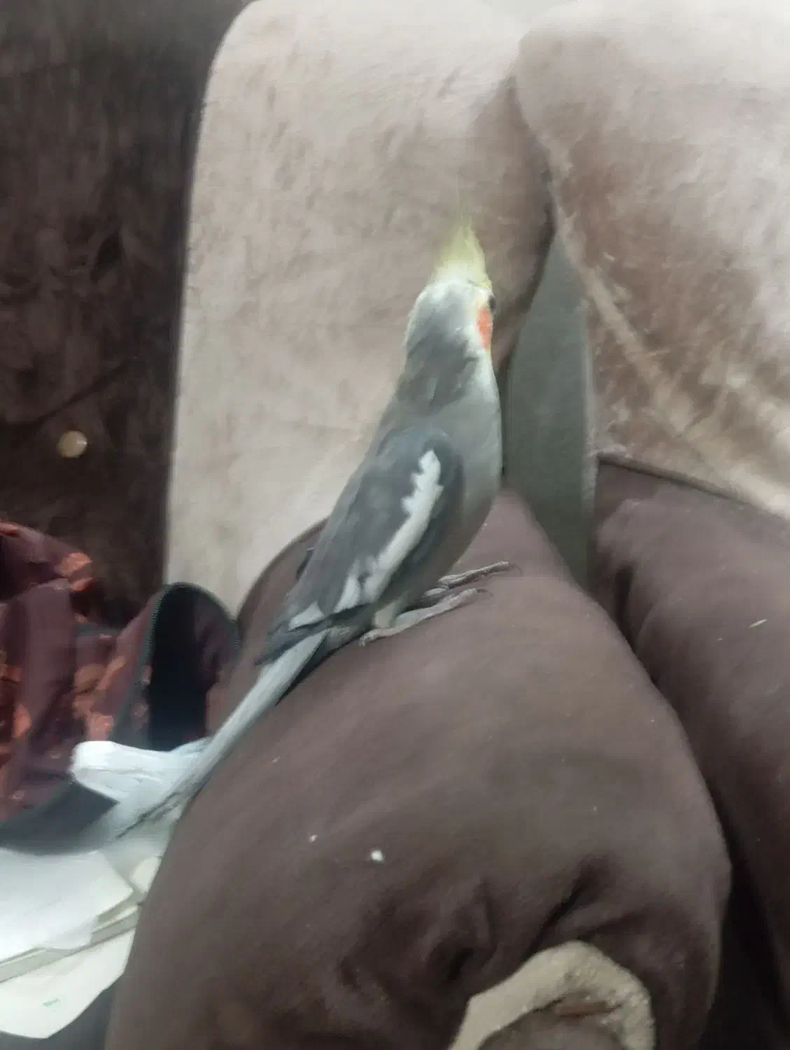 عروس هلندی|پرنده|گنبد کاووس, |دیوار