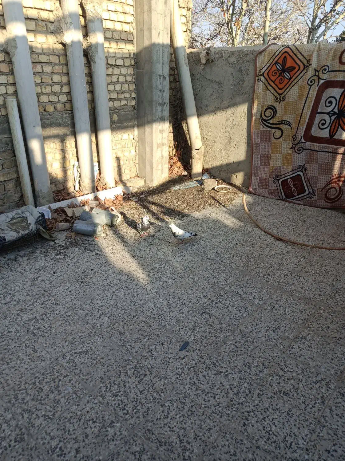 کبوتر|حیوانات|خمینی‌شهر, |دیوار