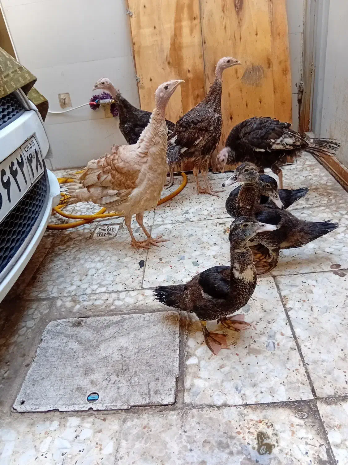 بوقلمون|حیوانات مزرعه|کرج, کمالشهر|دیوار