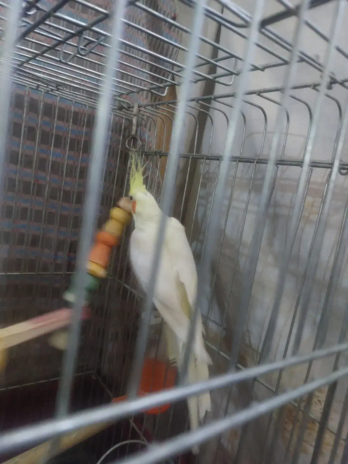 عروس هلندی لوتینو و سینامون|پرنده|قدس, شهرقدس|دیوار