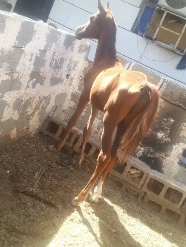 مادیون عرب کورسی یکسر وارداتی.|اسب و تجهیزات اسب‌سواری|شادگان, |دیوار