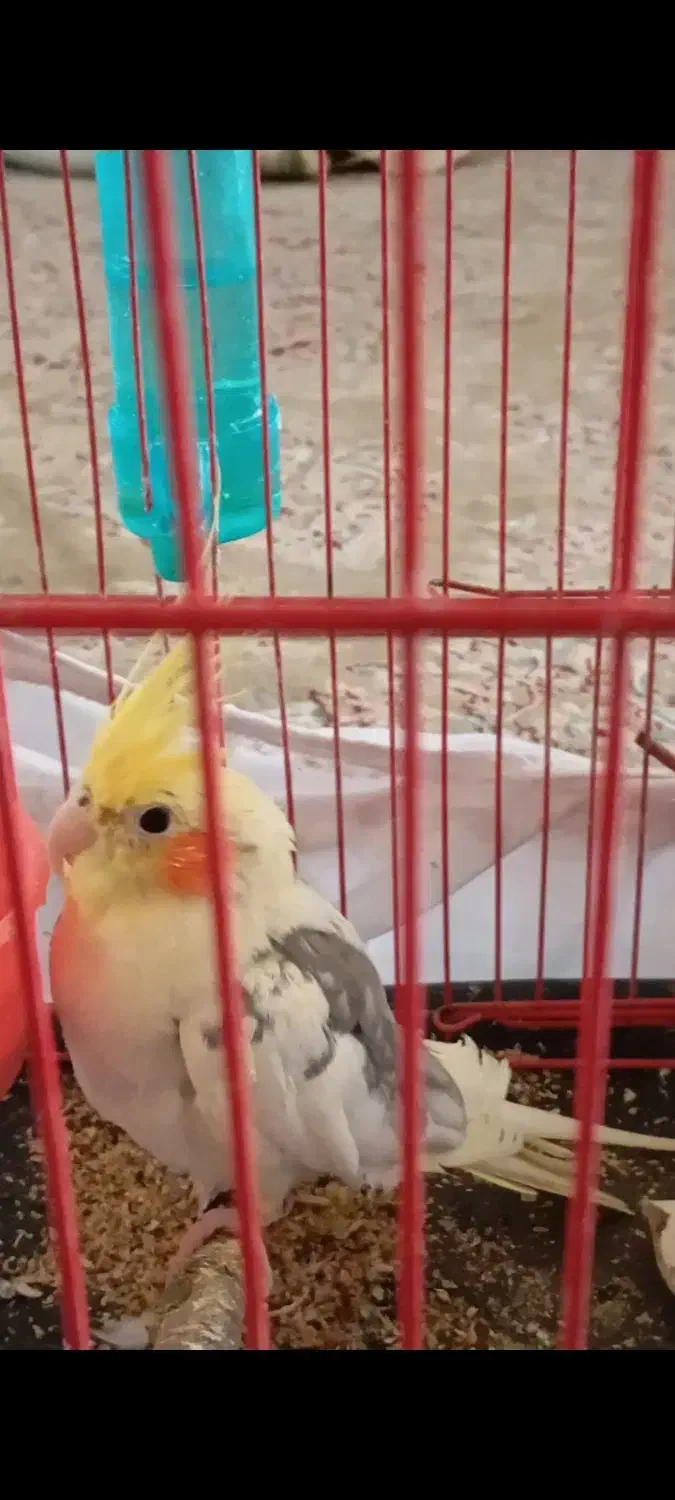 عروس هلندی نر|پرنده|گرمسار, |دیوار