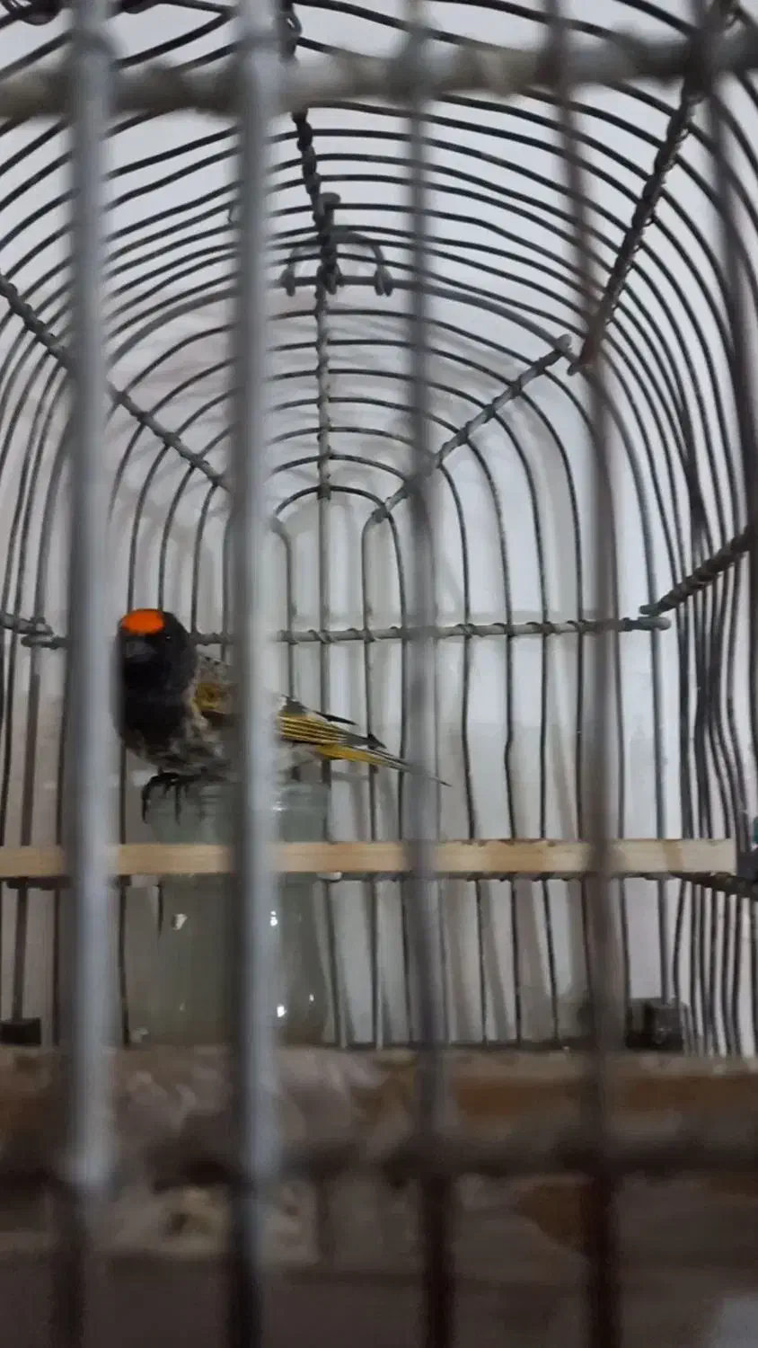 گلبسر سهره|پرنده|قم, ارم|دیوار