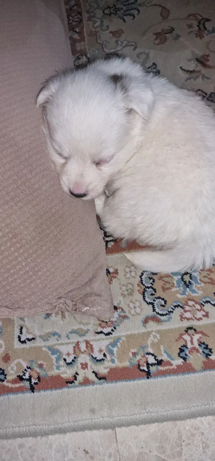 پامر اشپیتز|سگ|تهران, هوانیروز|دیوار