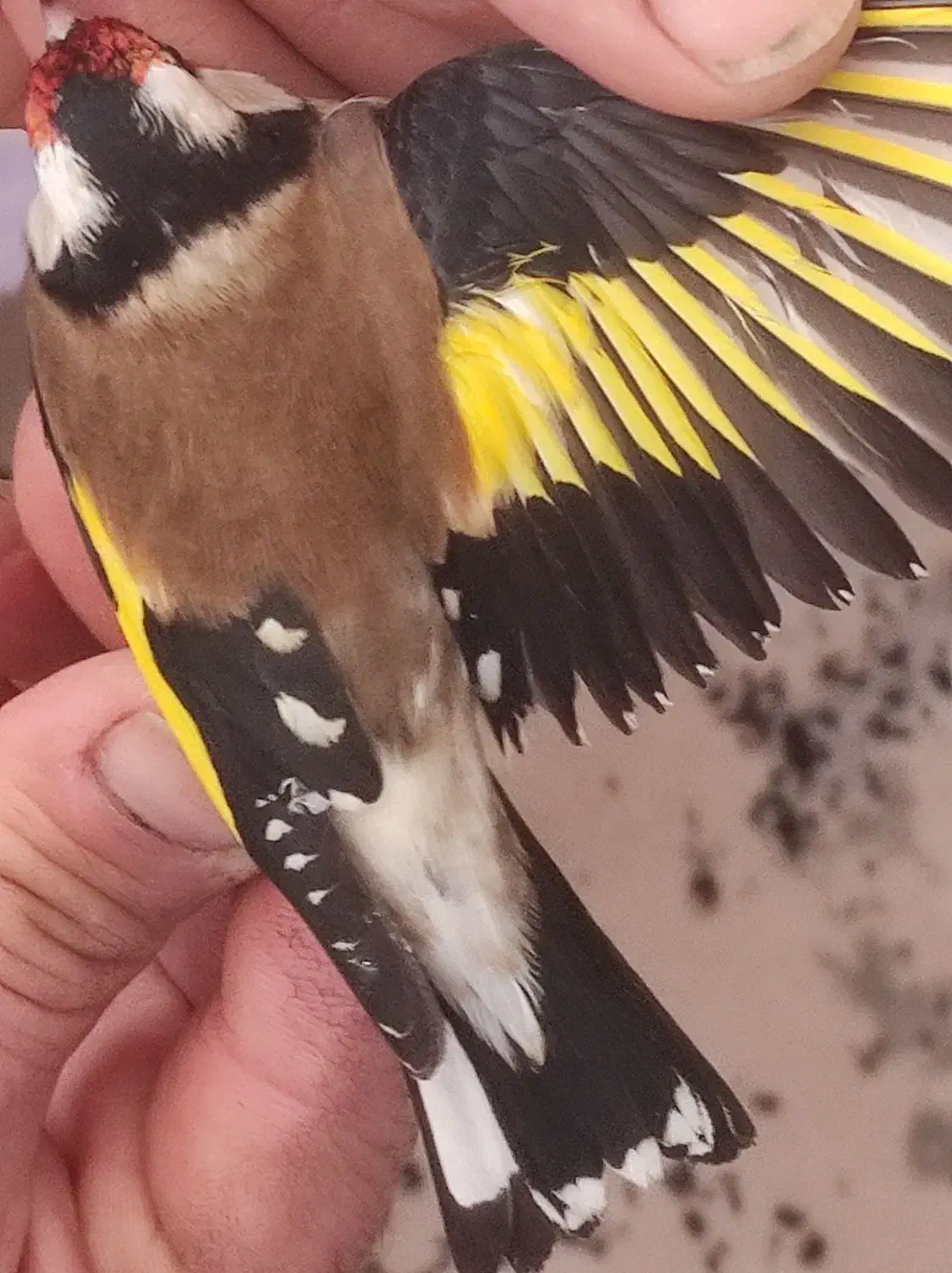 سهره نر|پرنده|مبارکه, |دیوار