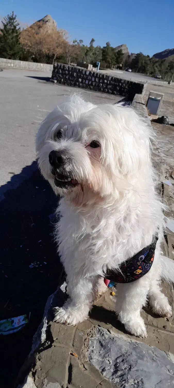 گمشده|حیوانات|اصفهان, بهارستان|دیوار