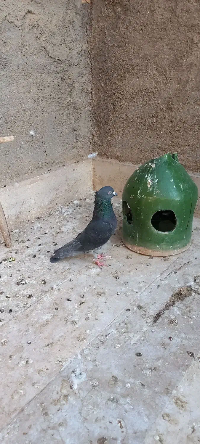 سه عدد کبوتر فروشی|پرنده|قم, باغ کرباسی|دیوار