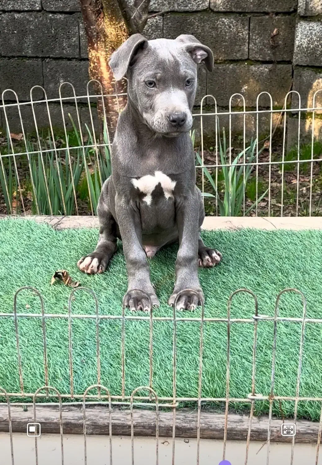 توله پیتبول مشکی و خاکستری|سگ|رشت, حومه رشت|دیوار