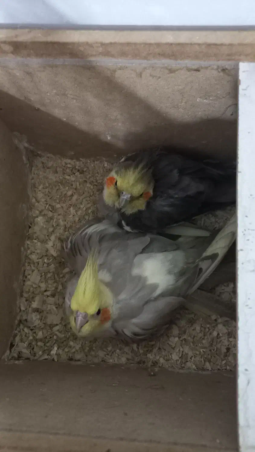 عروس هلندی نر و ماده|پرنده|اهواز, کوی طلاب|دیوار