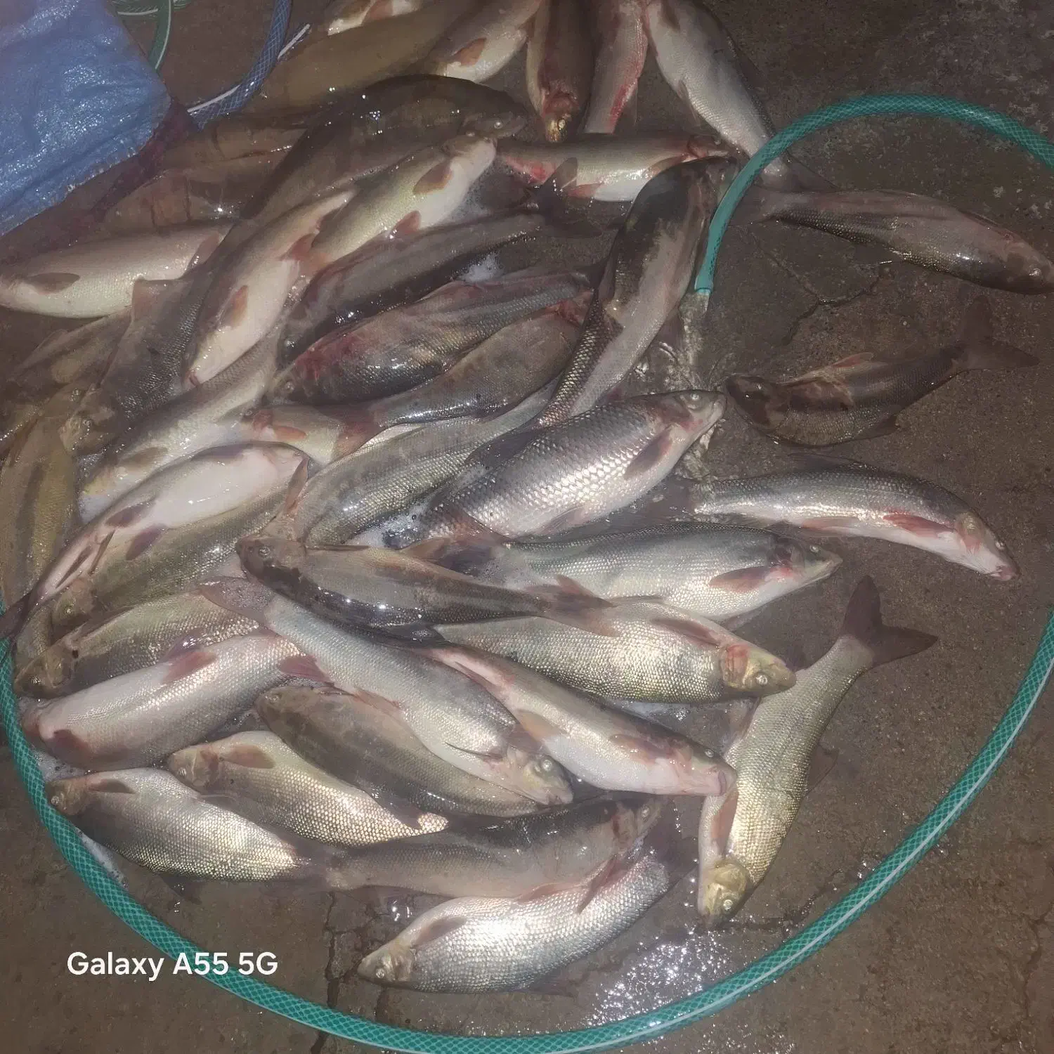 ماهی|ماهی|لردگان, |دیوار