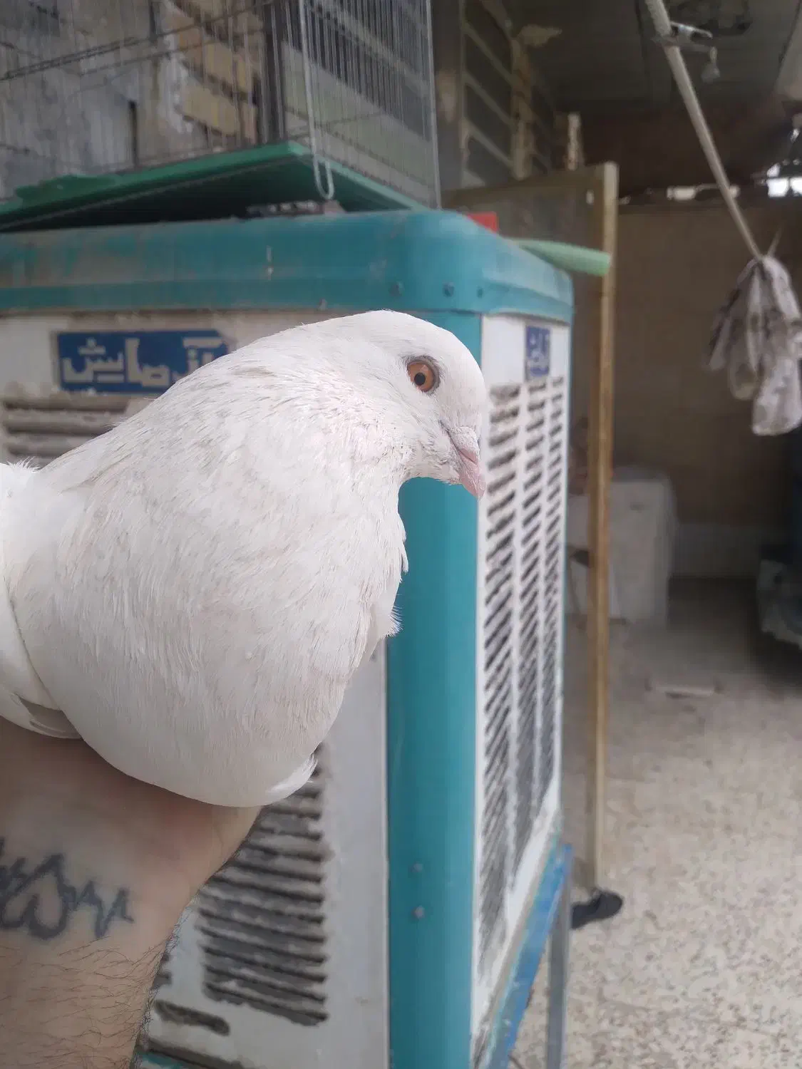 کبوتر چشم پرتقالی اصیل|پرنده|دهاقان, |دیوار