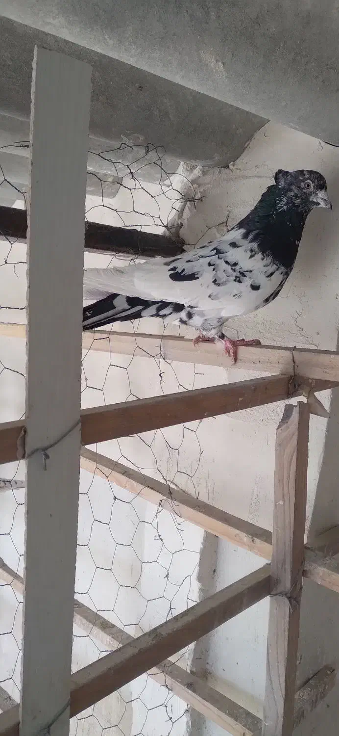 کبوتر|پرنده|آران و بیدگل, |دیوار