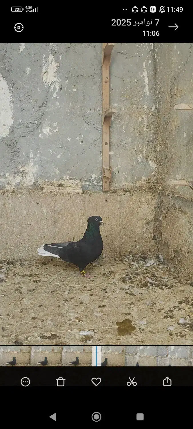 فروش چهار عدد دم سفید نر|پرنده|صحرای باغ, |دیوار