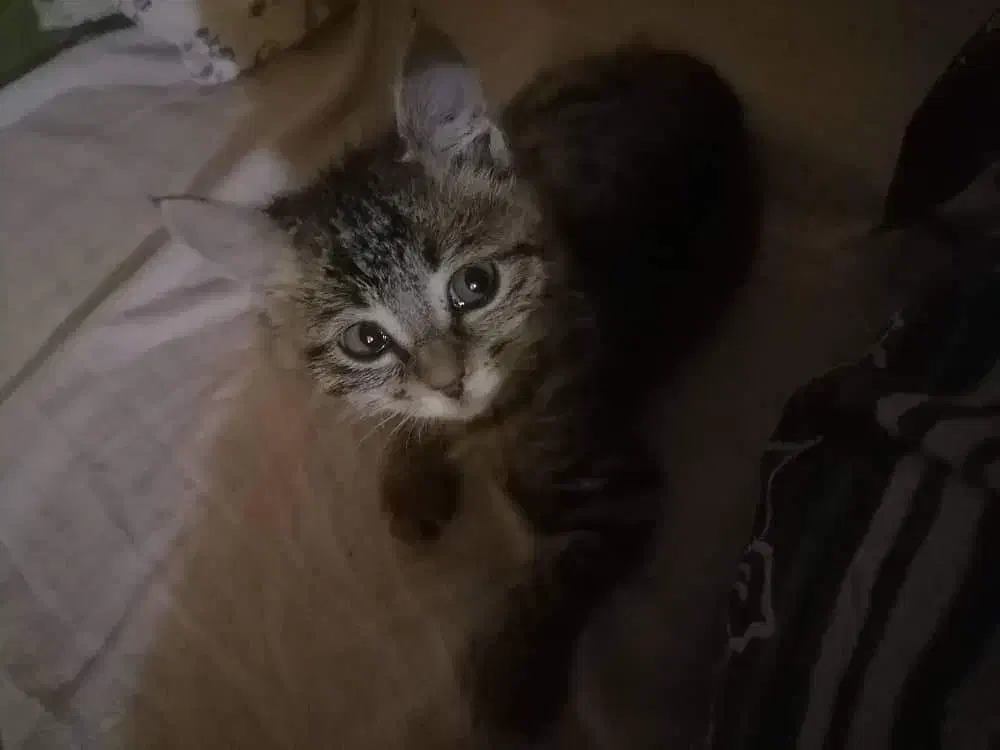 واگذاری رایگان گربه|گربه|کرمان, |دیوار