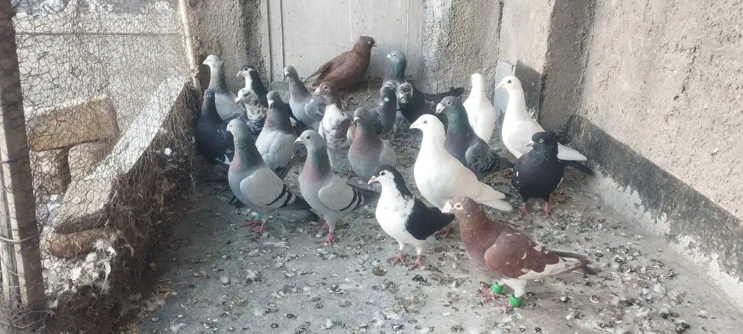 کبوتر|پرنده|تربت‌حیدریه, پائین ولایت|دیوار