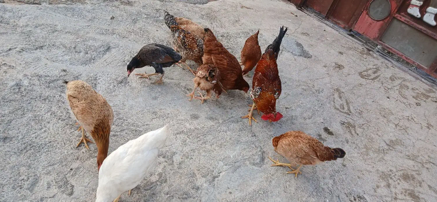 وارگ|پرنده|گیلان غرب, |دیوار