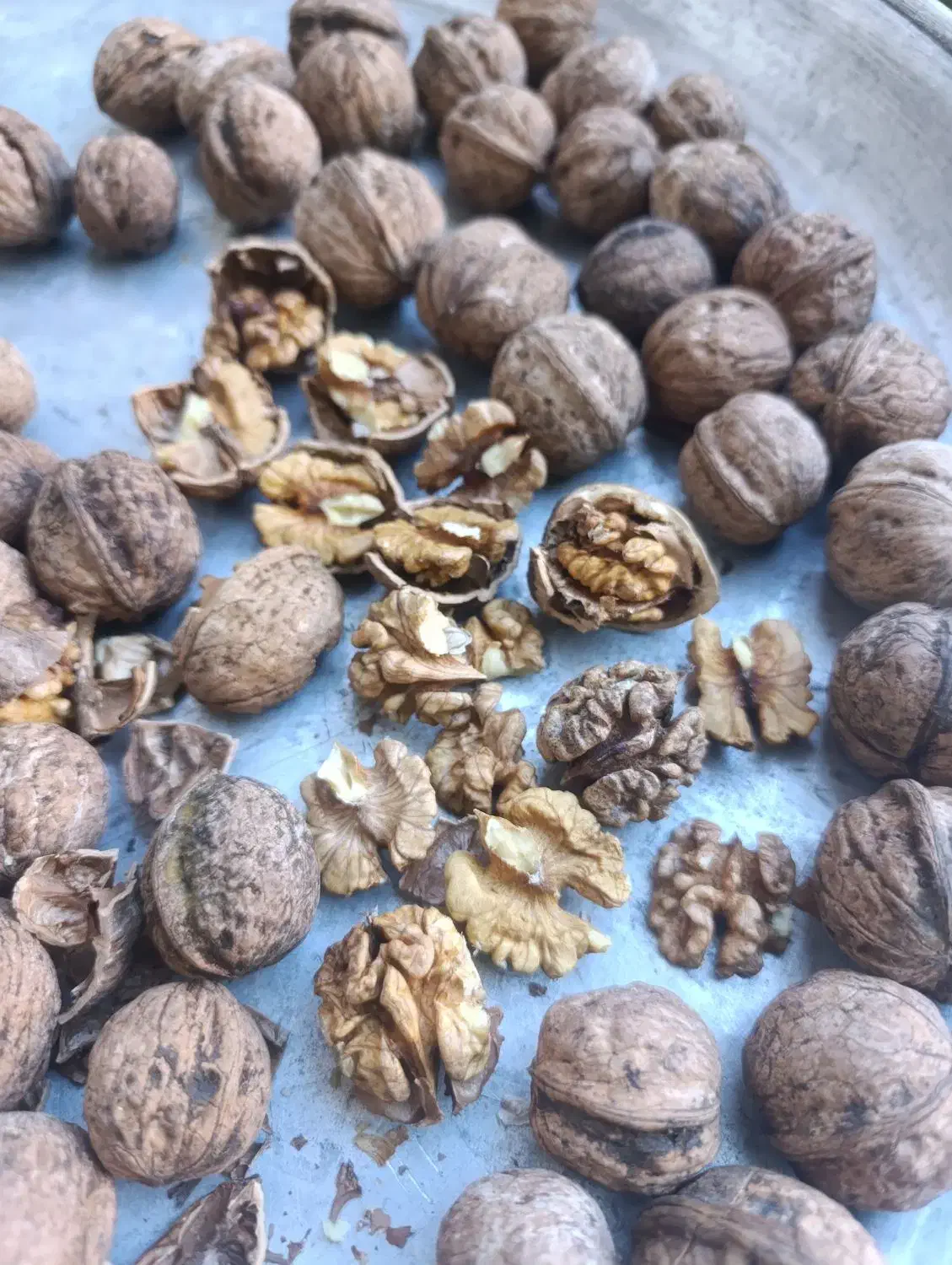 گردو محلی درجه یک کاغذی|خوردنی و آشامیدنی|کلاترزان, |دیوار