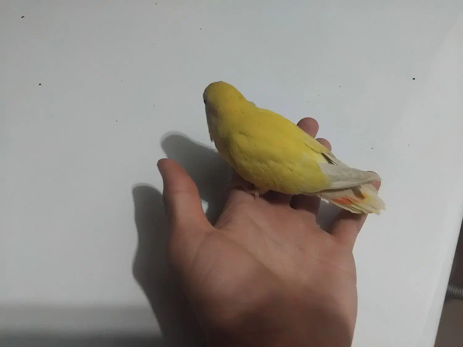 کوتوله سخنگو|پرنده|تربت جام, رضاآباد|دیوار