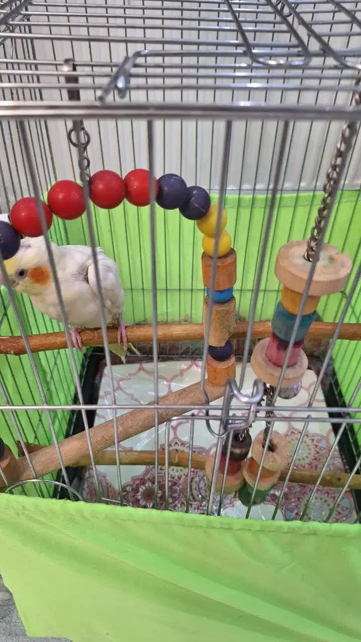 عروس هلندی|پرنده|تهران, هاشمی|دیوار