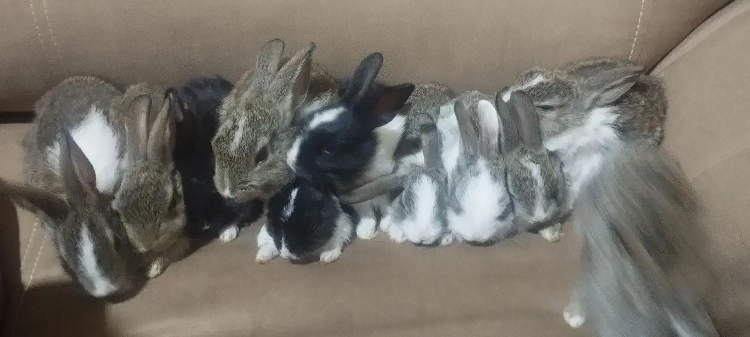 بچه خرگوش300|موش و خرگوش|یزد, |دیوار