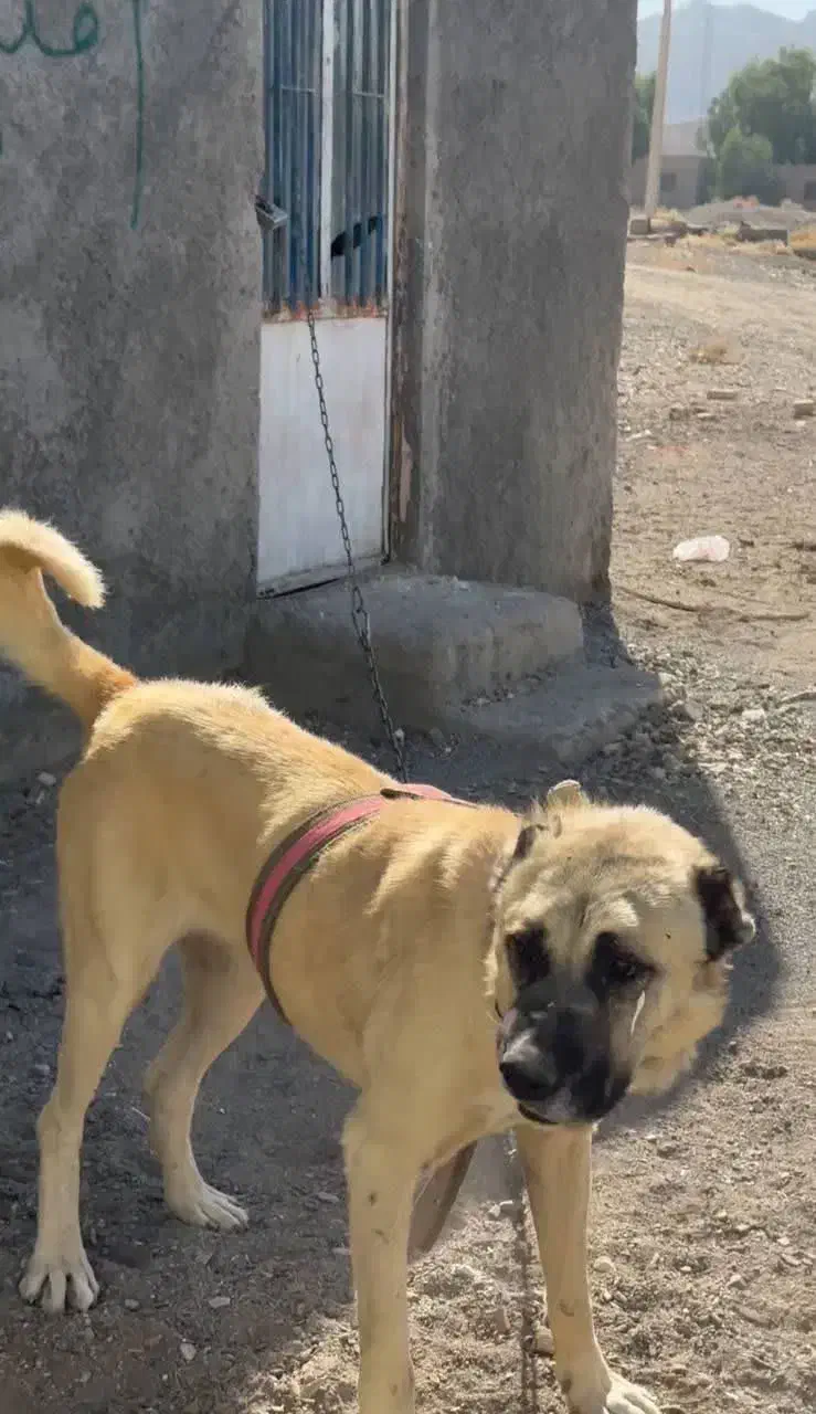 واگذاری سگ|سگ|قنوات, |دیوار