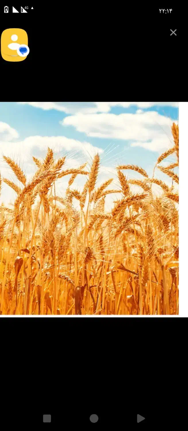 گندم آبی ۲تن نیم به فروش میرسد|عمدهفروشی|کوهنانی, |دیوار