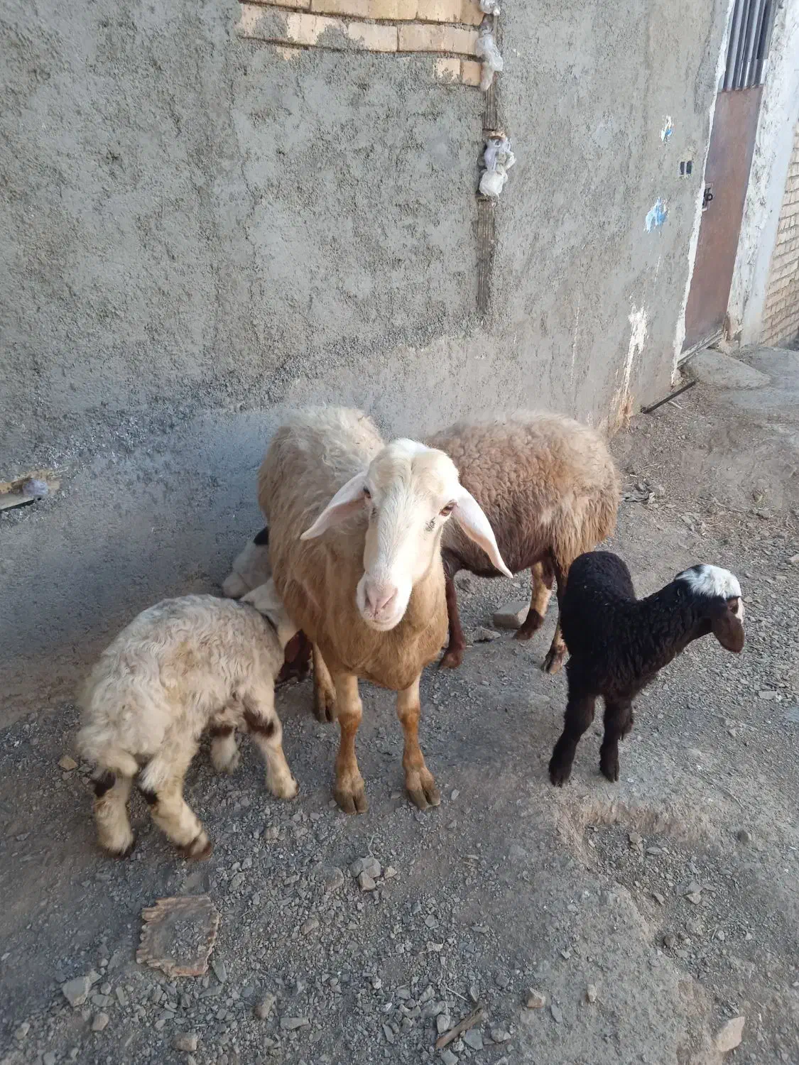 گوسفند میش و بره|حیوانات مزرعه|ملایر, |دیوار